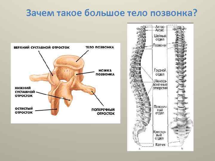Зачем такое большое тело позвонка? 