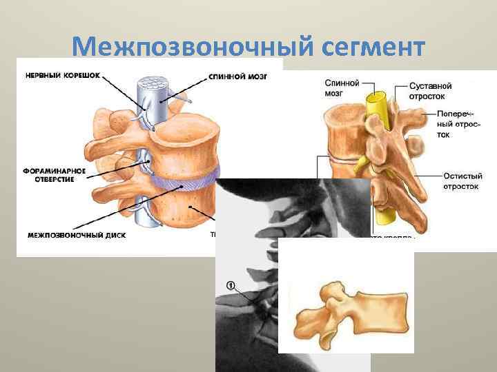 Межпозвоночный сегмент 