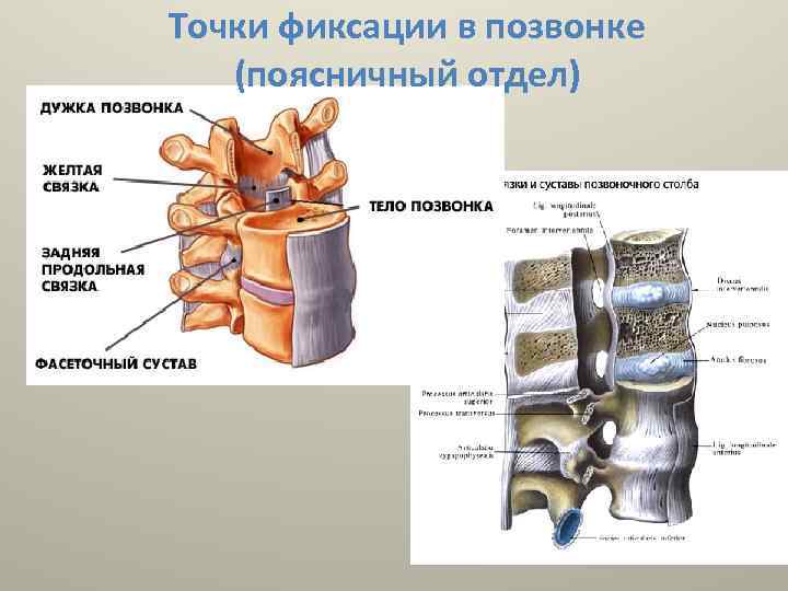 Точки фиксации в позвонке (поясничный отдел) 