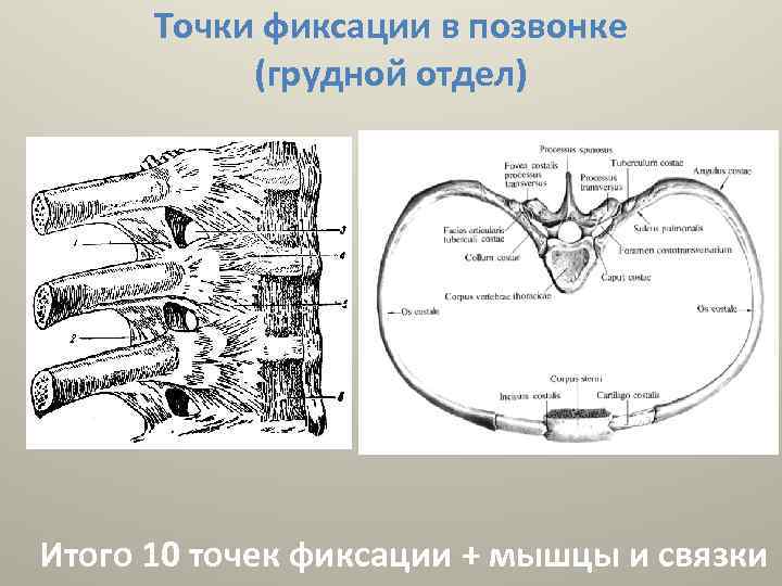 Точки фиксации в позвонке (грудной отдел) Итого 10 точек фиксации + мышцы и связки