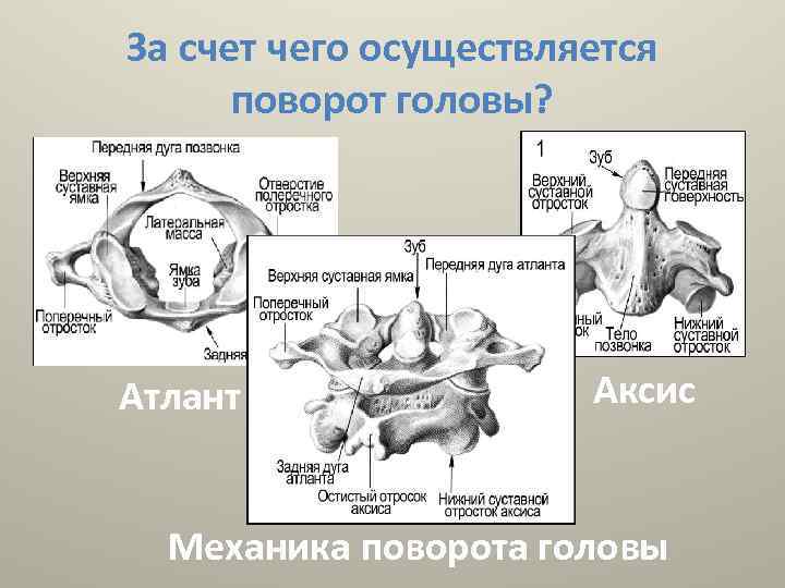 За счет чего осуществляется поворот головы? Атлант Аксис Механика поворота головы 
