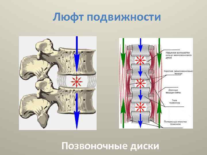 Люфт подвижности Позвоночные диски 