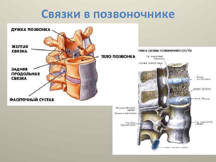 Продольная связка. Передняя продольная связка позвоночного столба. Передняя продольная связка l2-l5. Межостистая связка позвоночного столба. Задняя продольная связка позвоночного столба.