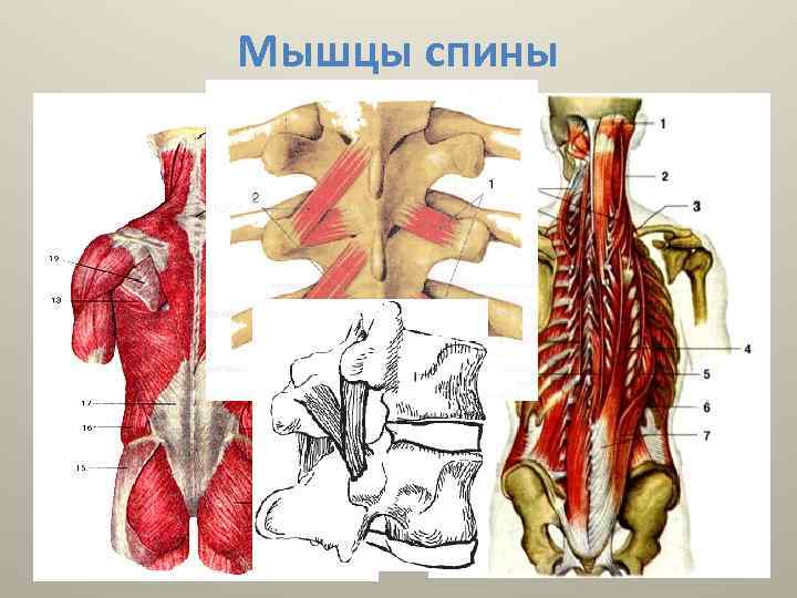 Мышцы спины 