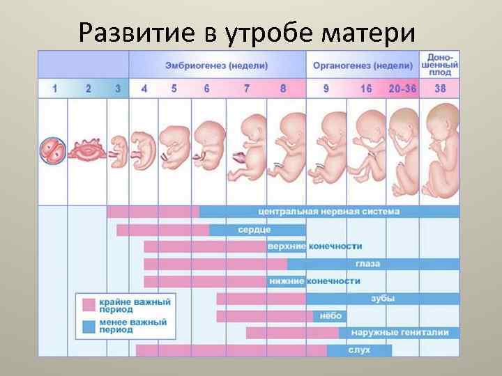 Развитие в утробе матери 