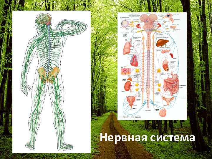 Нервная система 