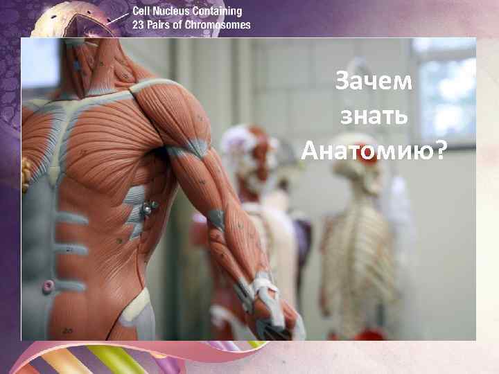 Зачем знать Анатомию? Биология 