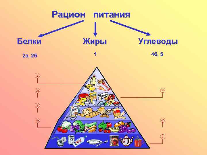 Рацион питания Белки Жиры Углеводы 2 а, 2 б 1 4 б, 5 