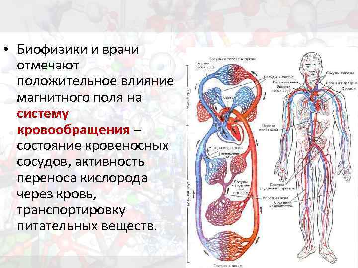  • Биофизики и врачи отмечают положительное влияние магнитного поля на систему кровообращения –