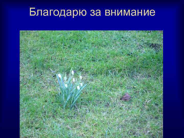 Благодарю за внимание 