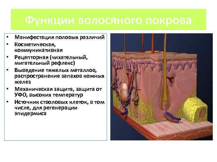 Функции волосяного покрова • Манифестация половых различий • Косметическая, коммуникативная • Рецепторная (чихательный, мигательный