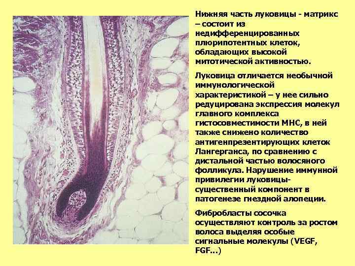 Нижняя часть луковицы - матрикс – состоит из недифференцированных плюрипотентных клеток, обладающих высокой митотической