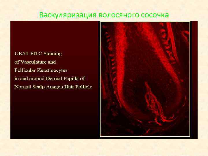 Васкуляризация волосяного сосочка 