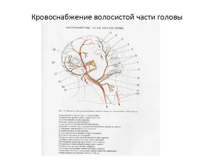 Кровоснабжение волосистой части головы 