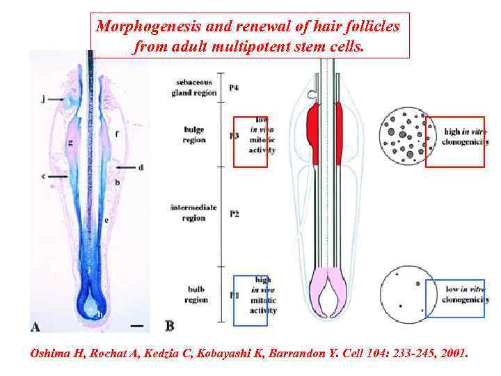 Morphogenesis and renewal of hair follicles from adult multipotent stem cells. Oshima H, Rochat