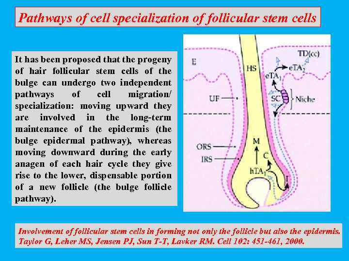 Pathways of cell specialization of follicular stem cells It has been proposed that the