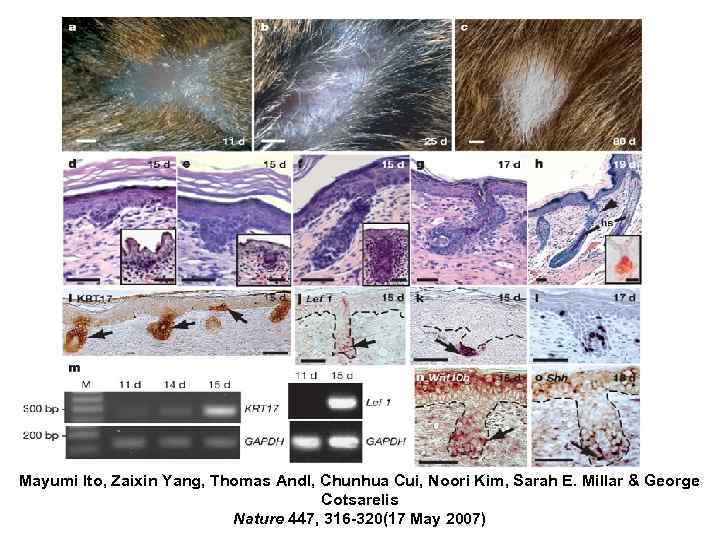 Mayumi Ito, Zaixin Yang, Thomas Andl, Chunhua Cui, Noori Kim, Sarah E. Millar &