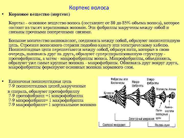 Кортекс волоса