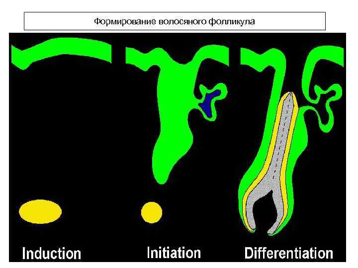 Формирование волосяного фолликула 
