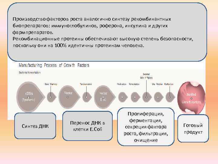 Производство факторов роста аналогично синтезу рекомбинантных биопрепаратов: иммуноглобулинов, роферона, инсулина и других фармпрепаратов. Рекомбинационные