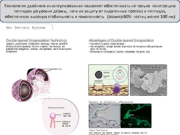 Технология двойного инкапсулирования позволяет обеспечивать не только пенетрацию пептидов до уровня дермы, но и