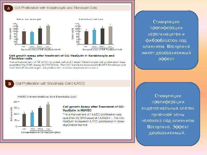 Стимуляция пролиферации кератиноцитов и фибробластов под влиянием Васкулина имеет дозозависимый эффект Стимуляция пролиферации эндотелиальных