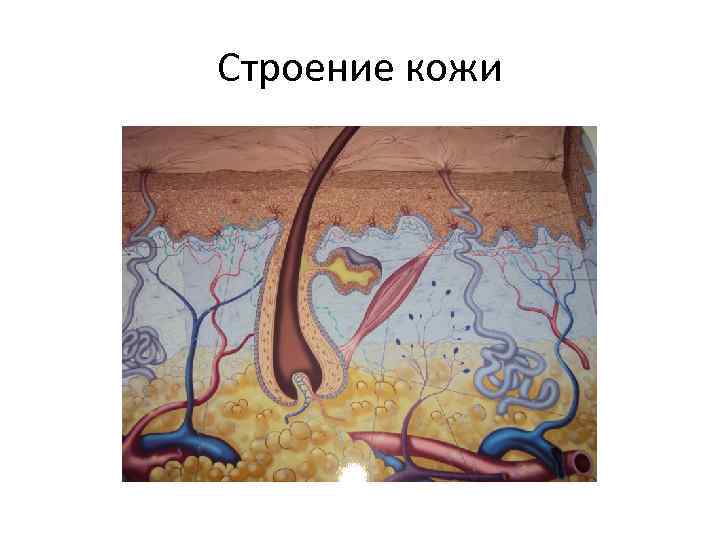 Строение кожи 