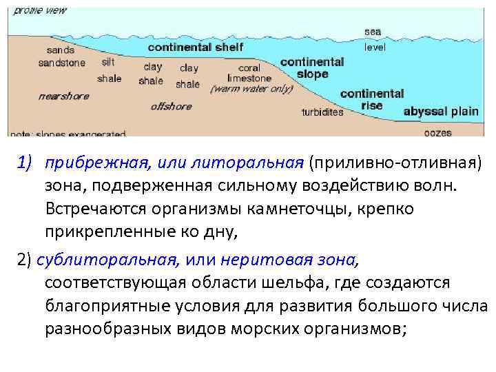 1) прибрежная, или литоральная (приливно-отливная) зона, подверженная сильному воздействию волн. Встречаются организмы камнеточцы, крепко