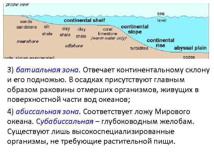 3) батиальная зона. Отвечает континентальному склону и его подножью. В осадках присутствуют главным образом