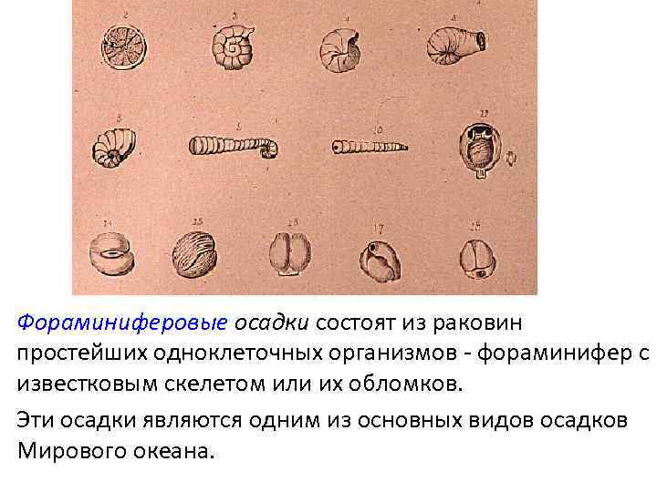 Фораминиферовые осадки состоят из раковин простейших одноклеточных организмов - фораминифер с известковым скелетом или