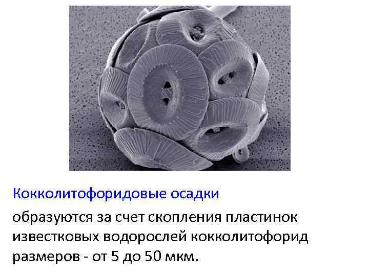 Кокколитофоридовые осадки образуются за счет скопления пластинок известковых водорослей кокколитофорид размеров - от 5