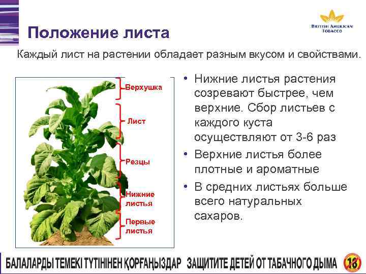 Положение листа Каждый лист на растении обладает разным вкусом и свойствами. Верхушка Лист Резцы