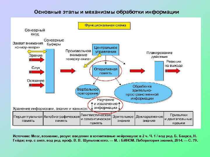 Основные этапы и механизмы обработки информации Источник: Мозг, познание, разум: введение в когнитивные нейронауки: