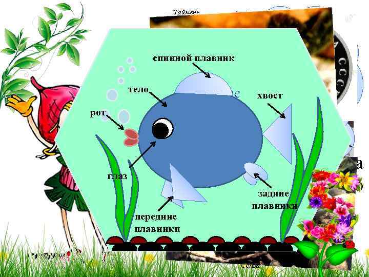 Таймень Налим Задание 8: Назовите спинной плавник тело рот рыб Коми Республики, занесённых в