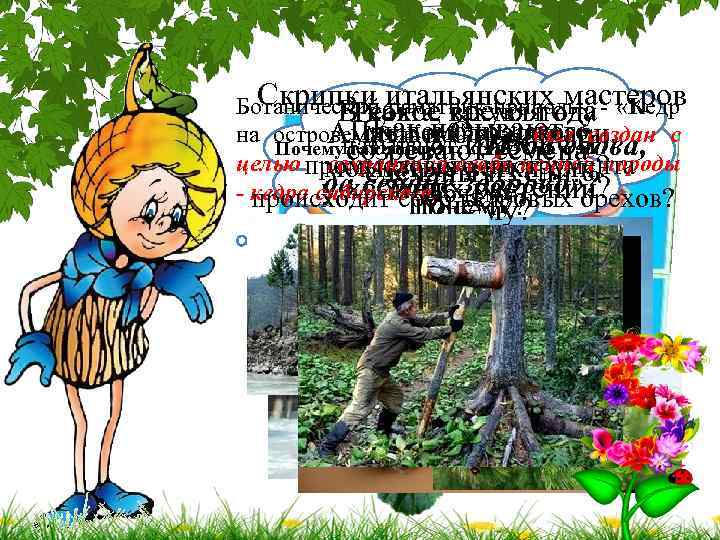 Скрипки итальянских мастеров Ботанический памятник природы - «Кедр Ребята, какую ягоду В какое время