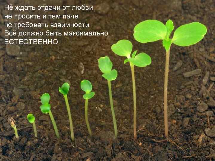 Не ждать отдачи от любви, не просить и тем паче не требовать взаимности.