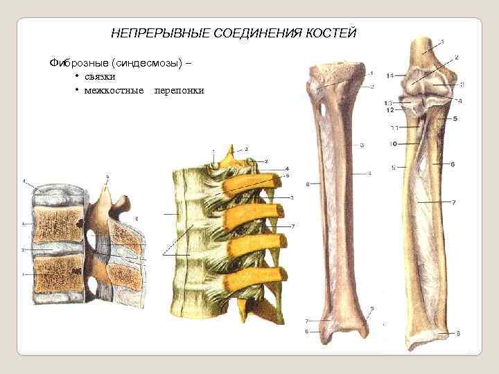 Непрерывные соединения костей