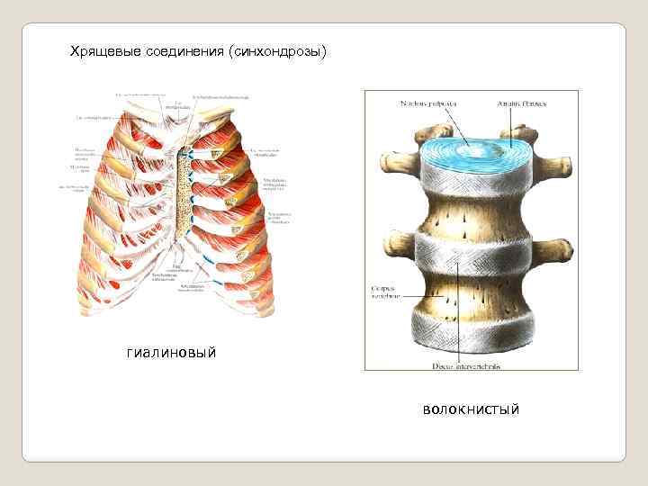 Хрящевые соединения (синхондрозы) гиалиновый волокнистый 