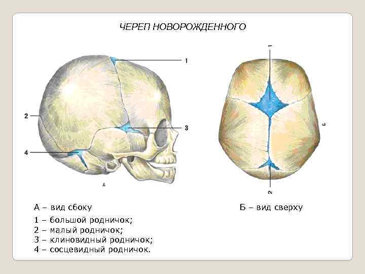 Типы родничков. Роднички новорожденного анатомия черепа. Череп новорожденного вид сбоку и сверху. Швы черепа сбоку. Строение черепа спереди и сбоку.