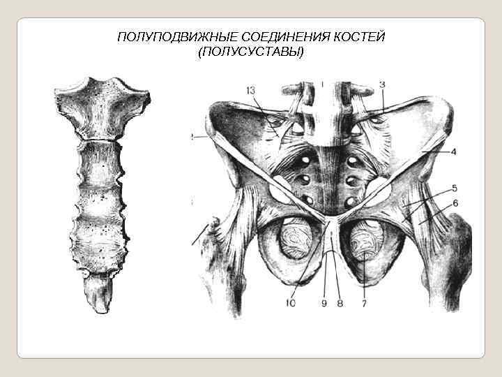 Полуподвижная кость. Полуподвижные соединения костей. Полуподвижное соединение кости. Полуподвижные соединения костей у человека. Полуподвижно соединены кости.