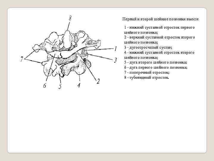 Первый и второй шейные позвонки вместе 1 - нижний суставной отросток первого шейного позвонка;