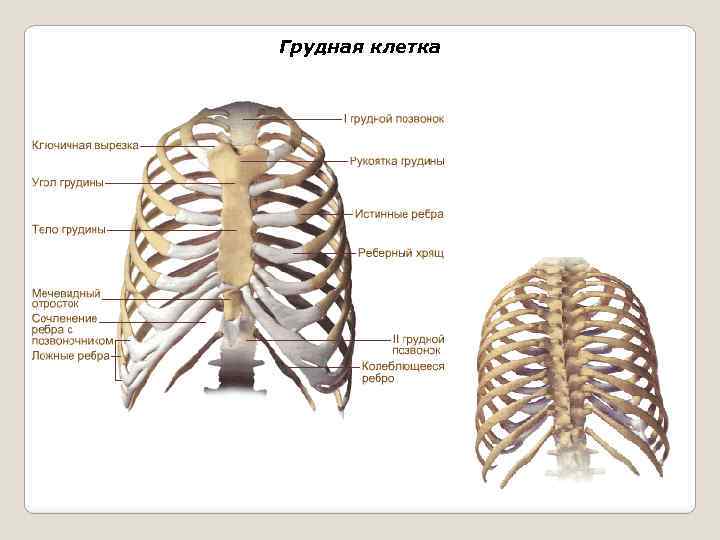 Грудная клетка 