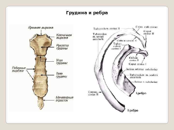 Грудина и ребра. Строение ребер и грудины анатомия. Строение грудины. Строение ребра.. Ребро строение анатомия латынь. Строение грудины анатомия на латинском.