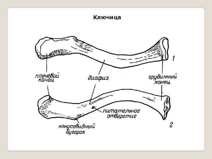 Левая ключица. Ключица анатомия строение. Диафиз ключицы. Ключица строение диафиз. Ключица схема.