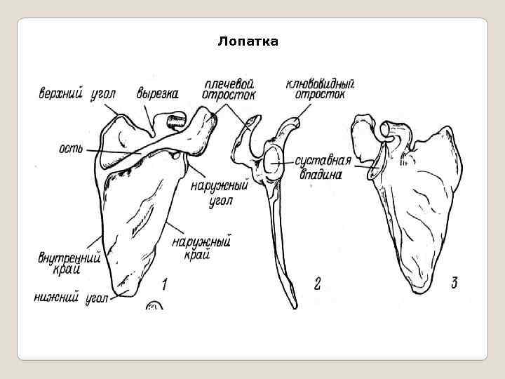 Лопатка 