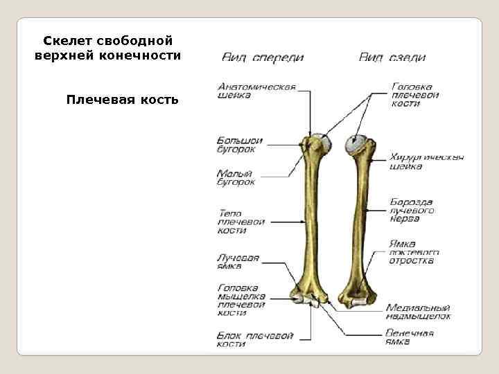 Кости свободной. Свободная верхняя конечность плечевая кость. Скелет свободной верхней конечности плечевая кость. Кости свободной части верхней конечности плечевая кость. Скелет свободной части верхней конечности строение плечевой кости.