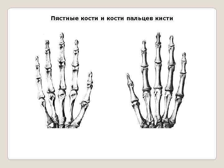 Пястная кость. Пястные кости кисти анатомия. Пястные кости фаланги. Дистальные головки пястных костей. Основание пястной кости анатомия.