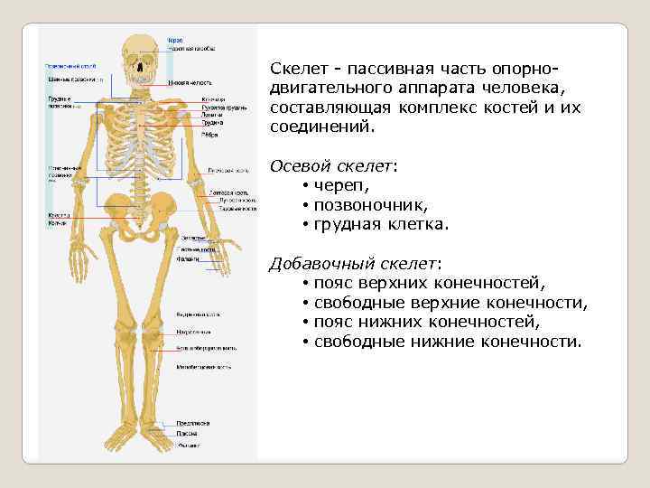 Пассивная часть опорно двигательной. Опорно-двигательная система человека типы соединения костей. Опорно двигательная система осевой скелет. Скелет пассивная часть опорно двигательного аппарата. Функции активной части скелета.