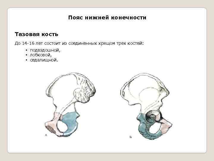 Года состоят из лет