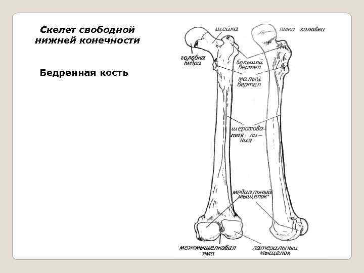 Скелет свободной нижней конечности Бедренная кость 